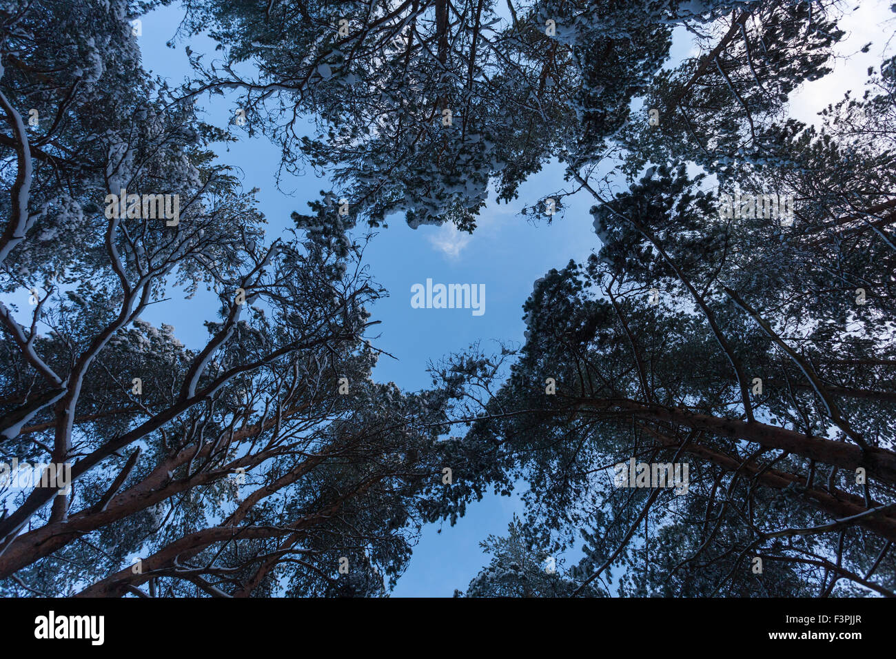 Spruce Tree Forest Covered by Snow in Winter Landscape Stock Photo - Alamy