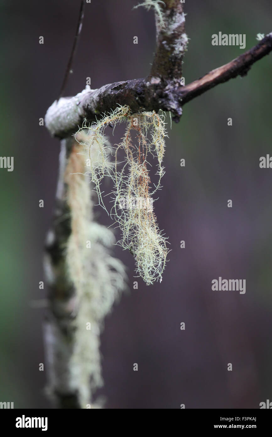 Lichen on a tree branch in Mallacoota, Victoria, Australia. Stock Photo