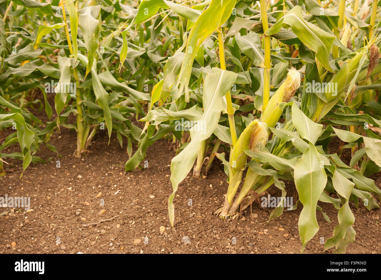 corn on the cob ripening in kentish farmside ready to be harvested for