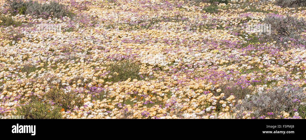 A sea of white, brown and purple wild flowers near Vanrhynsdorp in the Western Cape Province of South Africa Stock Photo