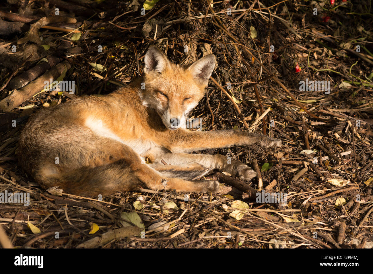 London, UK, 11th October 2015. A fox is seen lazing on a sunny afternoon at the bottom of a back garden in Tottenham, London. The relaxed canine was enjoying the pleasant weather which is forecast to continue bright and sunny in the south east of England but colder over the next few days. Credit:  Patricia Phillips/Alamy Live News Stock Photo