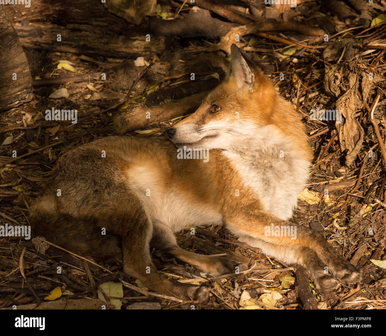 London, UK, 11th October 2015. A fox is seen lazing on a sunny afternoon at the bottom of a back garden in Tottenham, London. The relaxed canine was enjoying the pleasant weather which is forecast to continue bright and sunny in the south east of England but colder over the next few days. Credit:  Patricia Phillips/Alamy Live News Stock Photo
