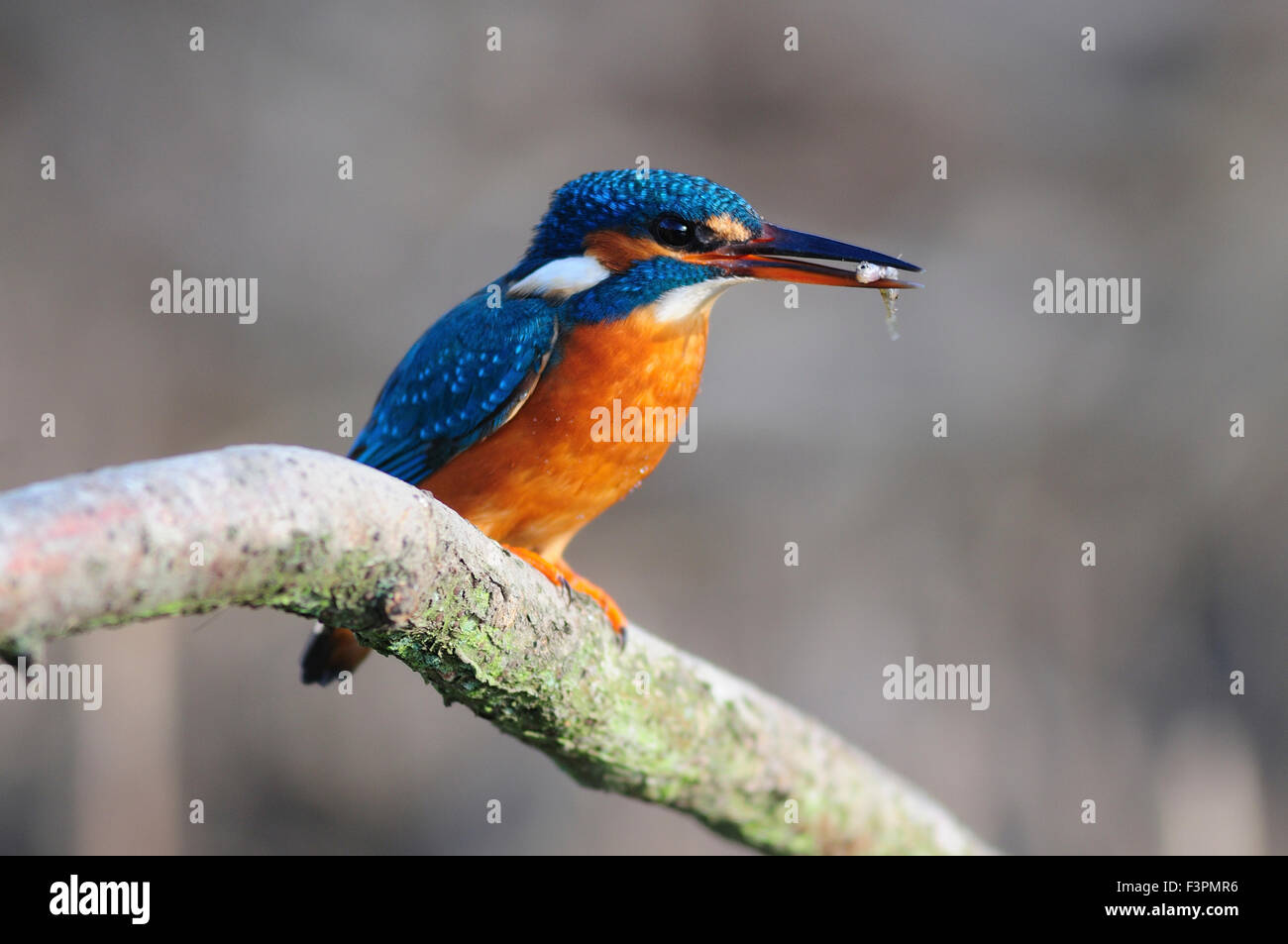 kingfisher. Dorset, UK Stock Photo