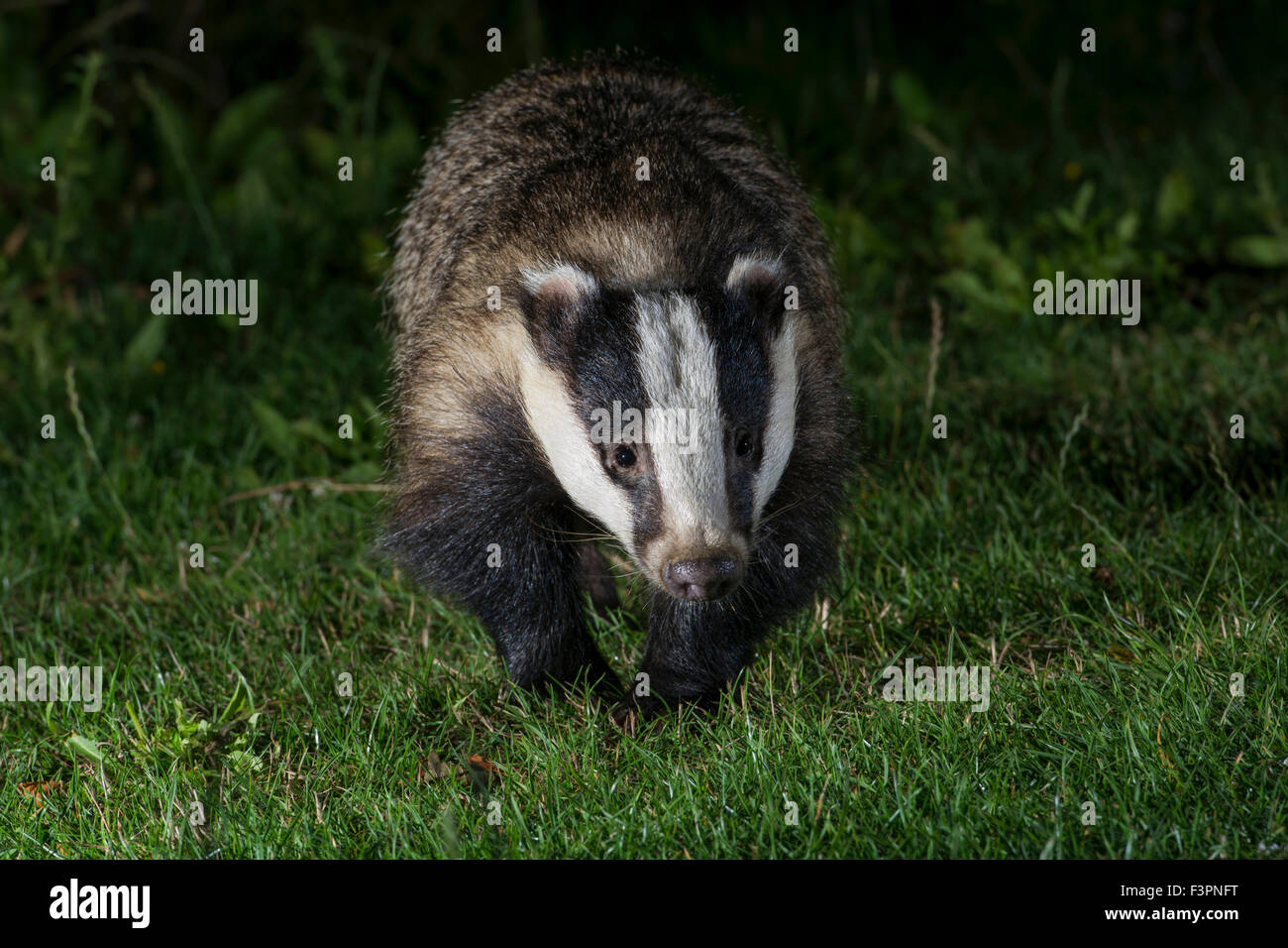 A Eurasian Badger (Meles meles) visiting a suburban garden, Hastings