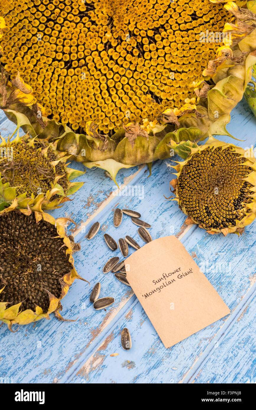 Saving and storing of sunflower seeds. Stock Photo