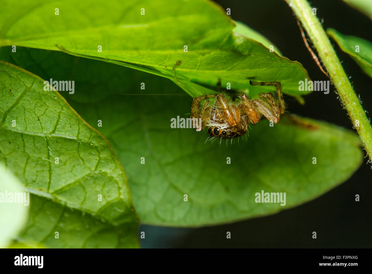 Jumping spider on green leaf Stock Photo - Alamy