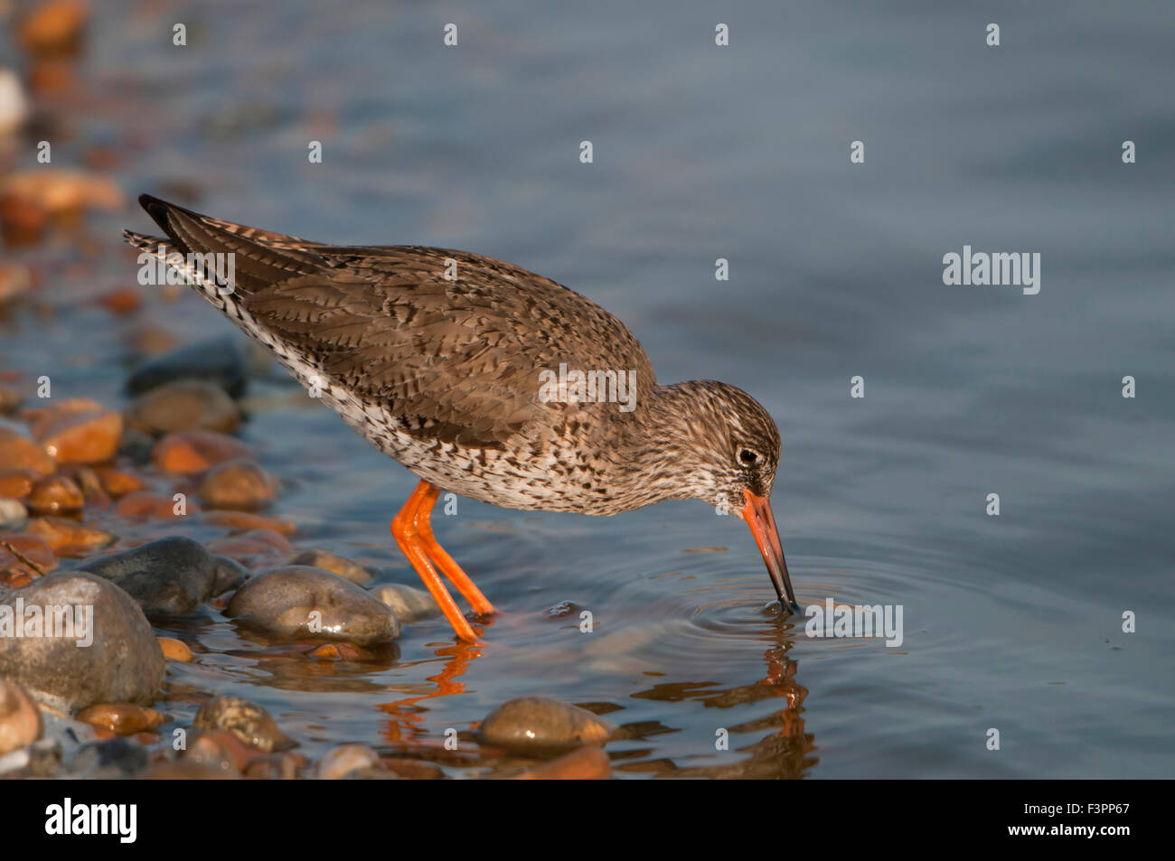 A single Redshank feeding at the water's edge in sun with blue water. Rye Harbour Nature Reserve, East Sussex, UK Stock Photo
