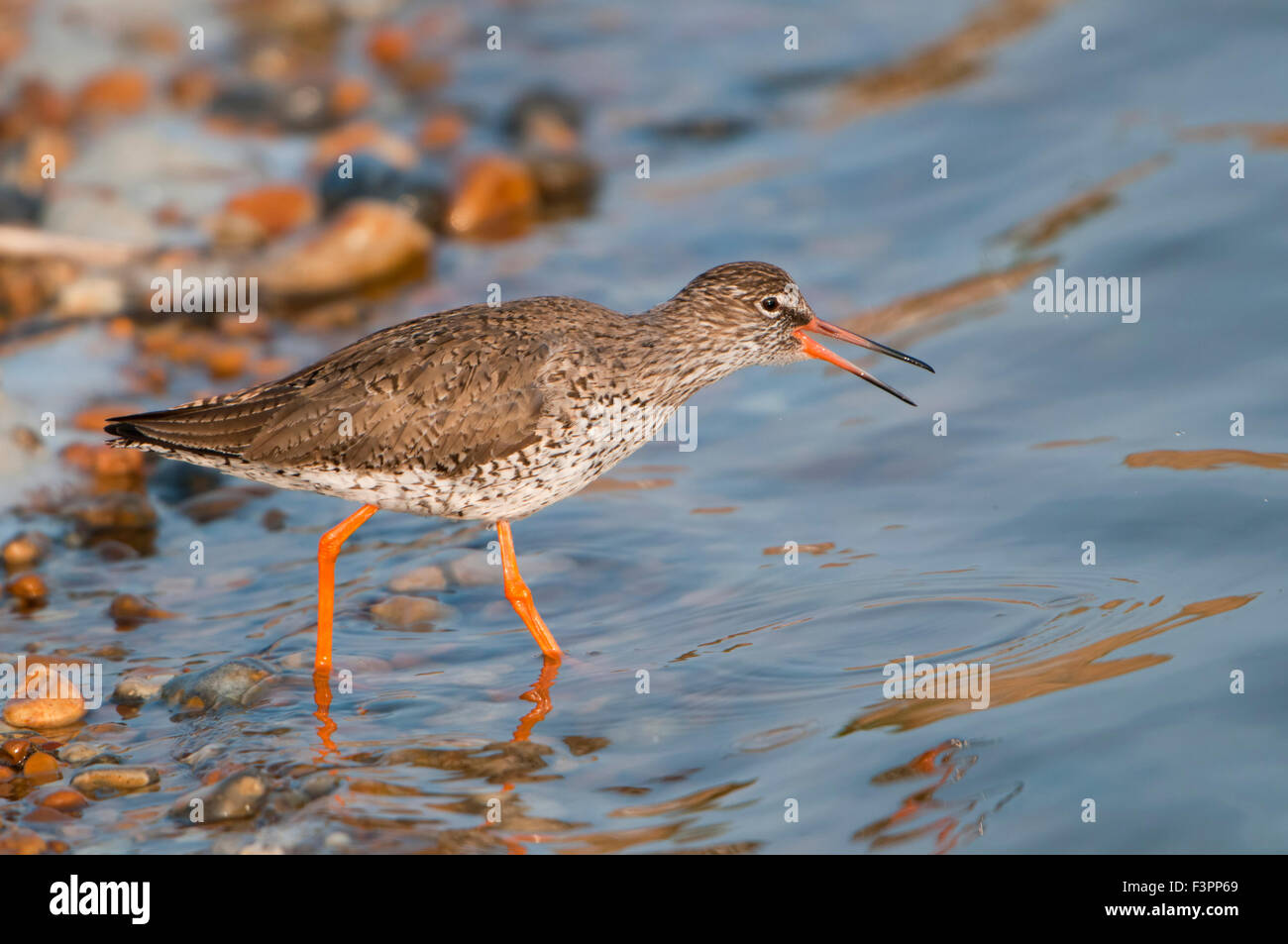 A single Redshank feeding at the water's edge in sun with blue water. Rye Harbour Nature Reserve, East Sussex, UK Stock Photo
