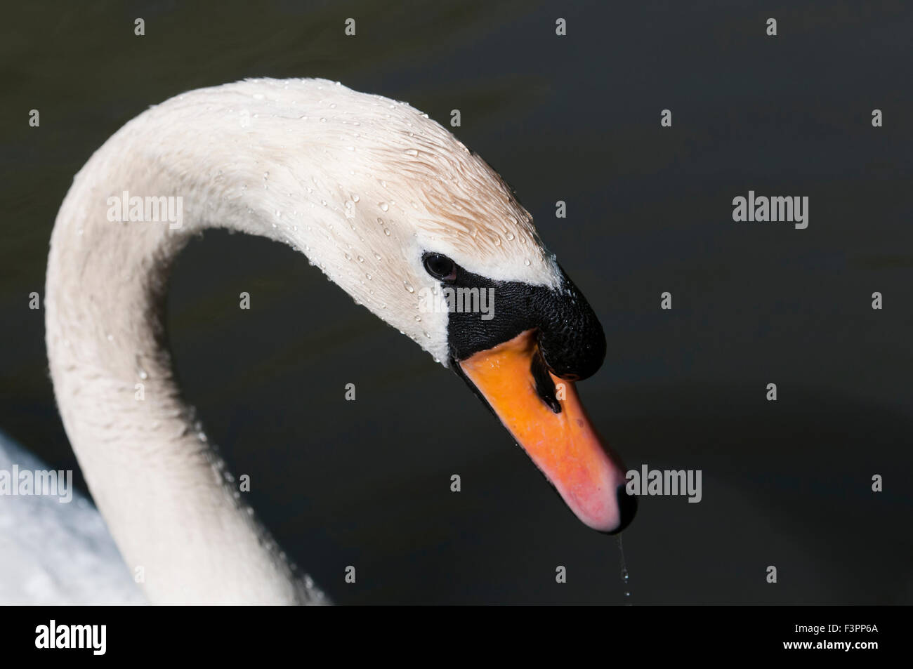 Close of of a Mute Swan head and neck, Hampden park, Eastbourne, East Sussex, UK Stock Photo