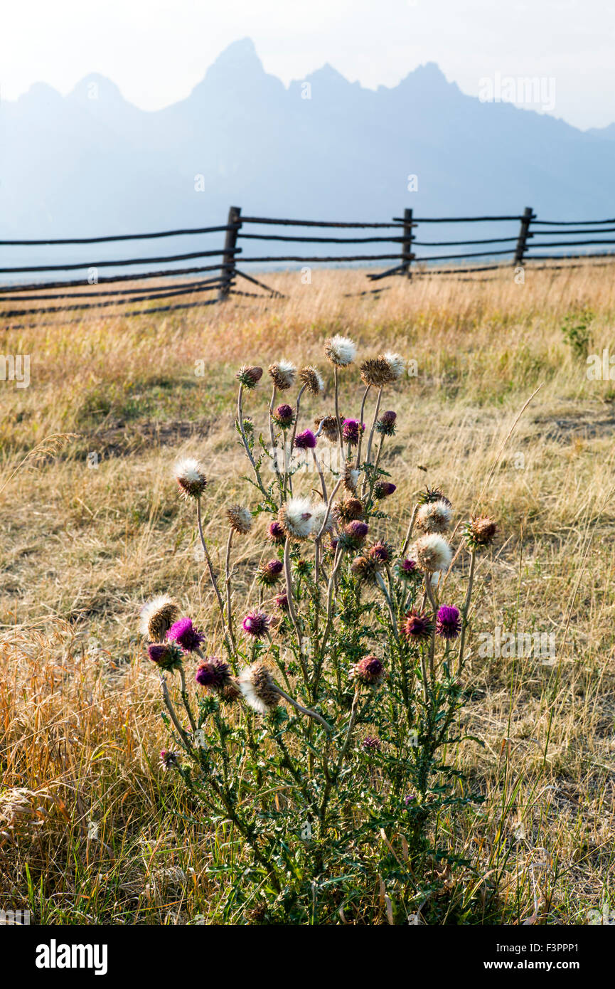 Common thistle; historic Cunningham Cabin homestead; Teton Range; Grand Teton National Park; Wyoming; USA Stock Photo
