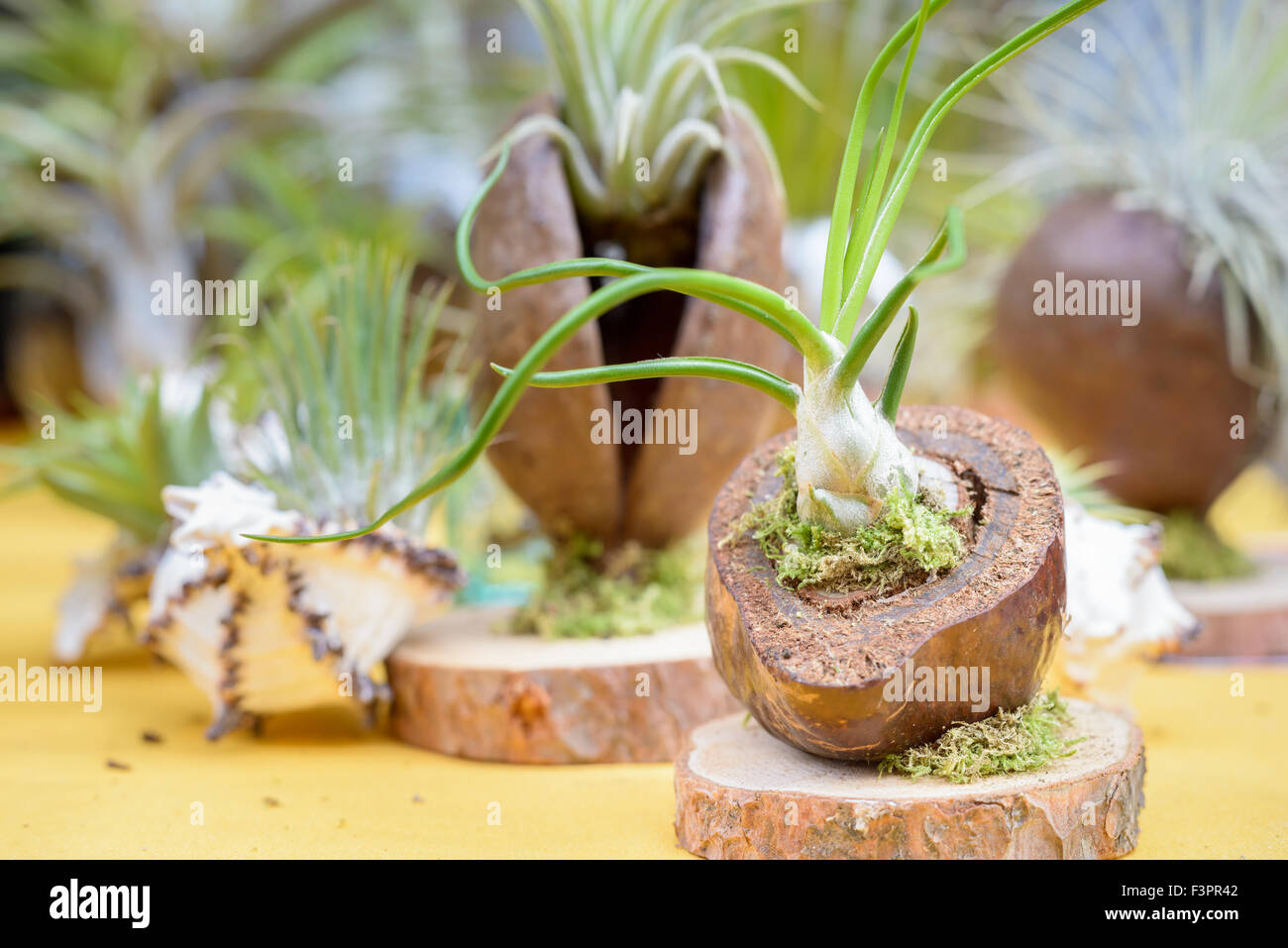Nice composition of Tillandsia, species of evergreen, perennial flowering plants in the family Bromeliaceae, native to the fores Stock Photo