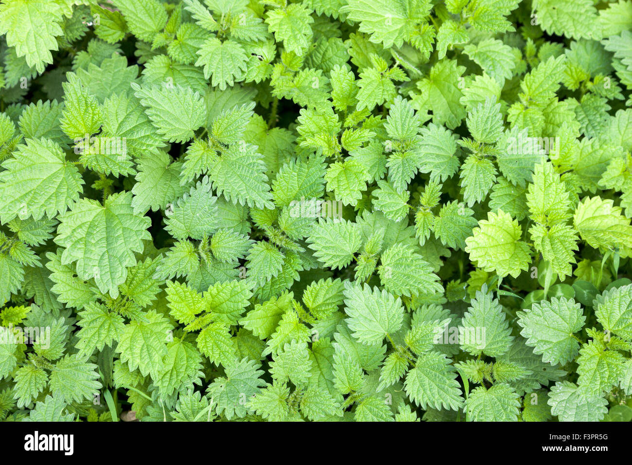 Stinging Nettle (Urtica dioica) Stock Photo