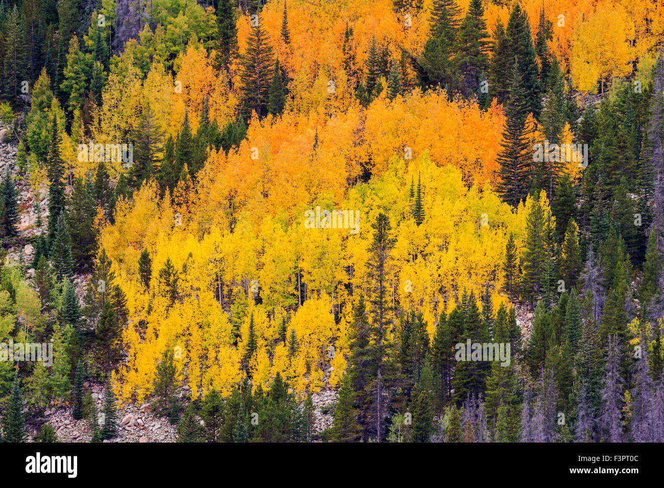 Aspen leaves in fall color foliage; Trail Ridge Road; Rocky Mountain National Park; Colorado; USA Stock Photo