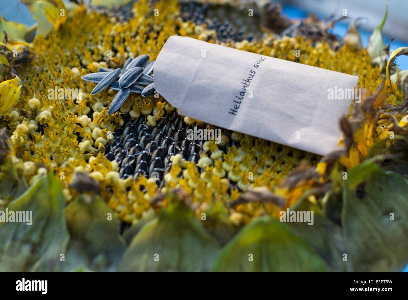 Collecting sunflower seed, mongolian giant England UK Stock Photo