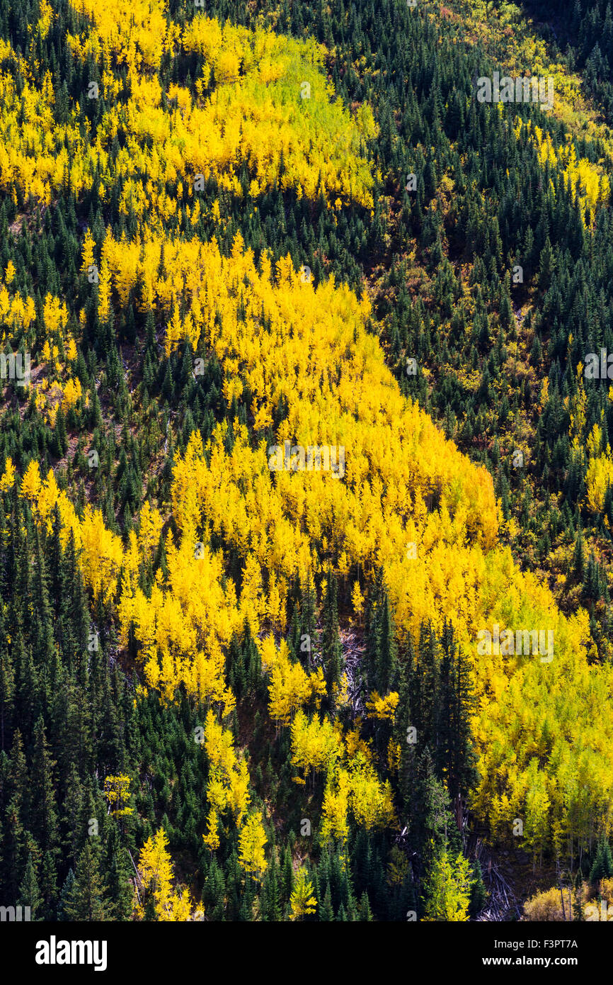 Aspen tree leaves turn autumn gold, central Colorado near Cone Mountain, Rocky Mountains, USA Stock Photo