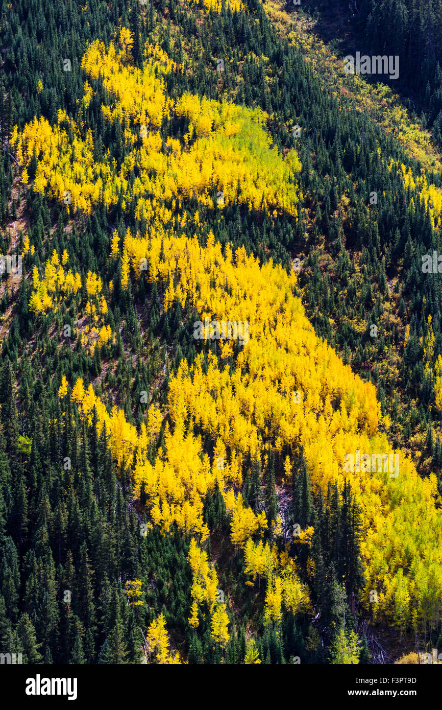 Aspen tree leaves turn autumn gold, central Colorado near Cone Mountain, Rocky Mountains, USA Stock Photo