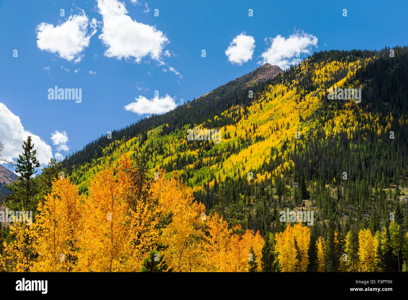 Aspen tree leaves turn autumn gold, central Colorado near Red Mountain, Rocky Mountains, USA Stock Photo