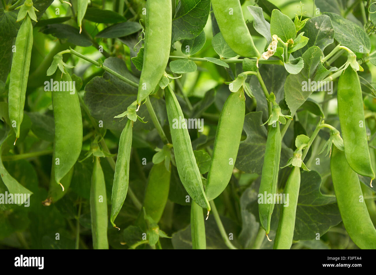 Agricultural pattern. pea pods create natural background Stock Photo