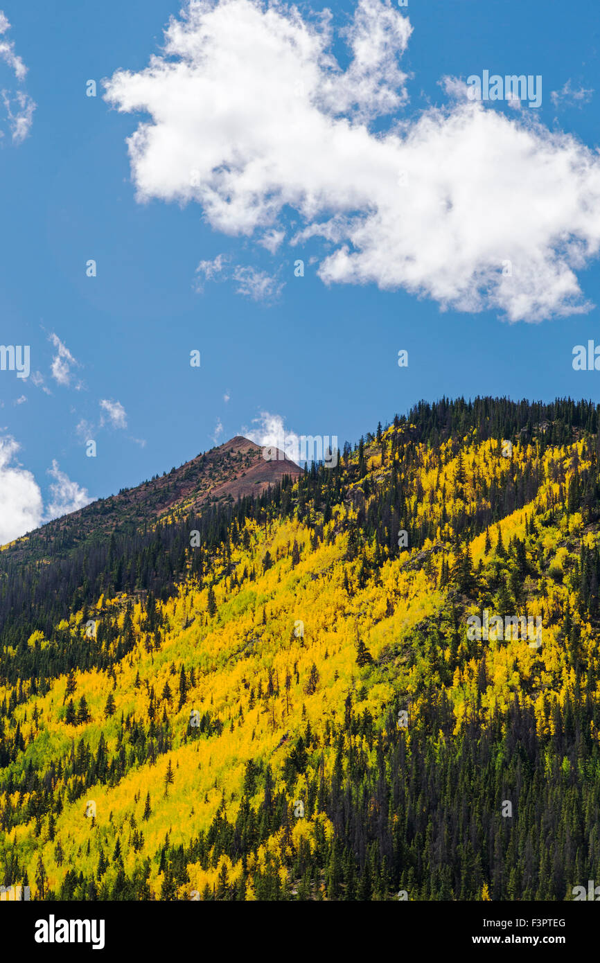 Aspen tree leaves turn autumn gold, central Colorado near Red Mountain, Rocky Mountains, USA Stock Photo