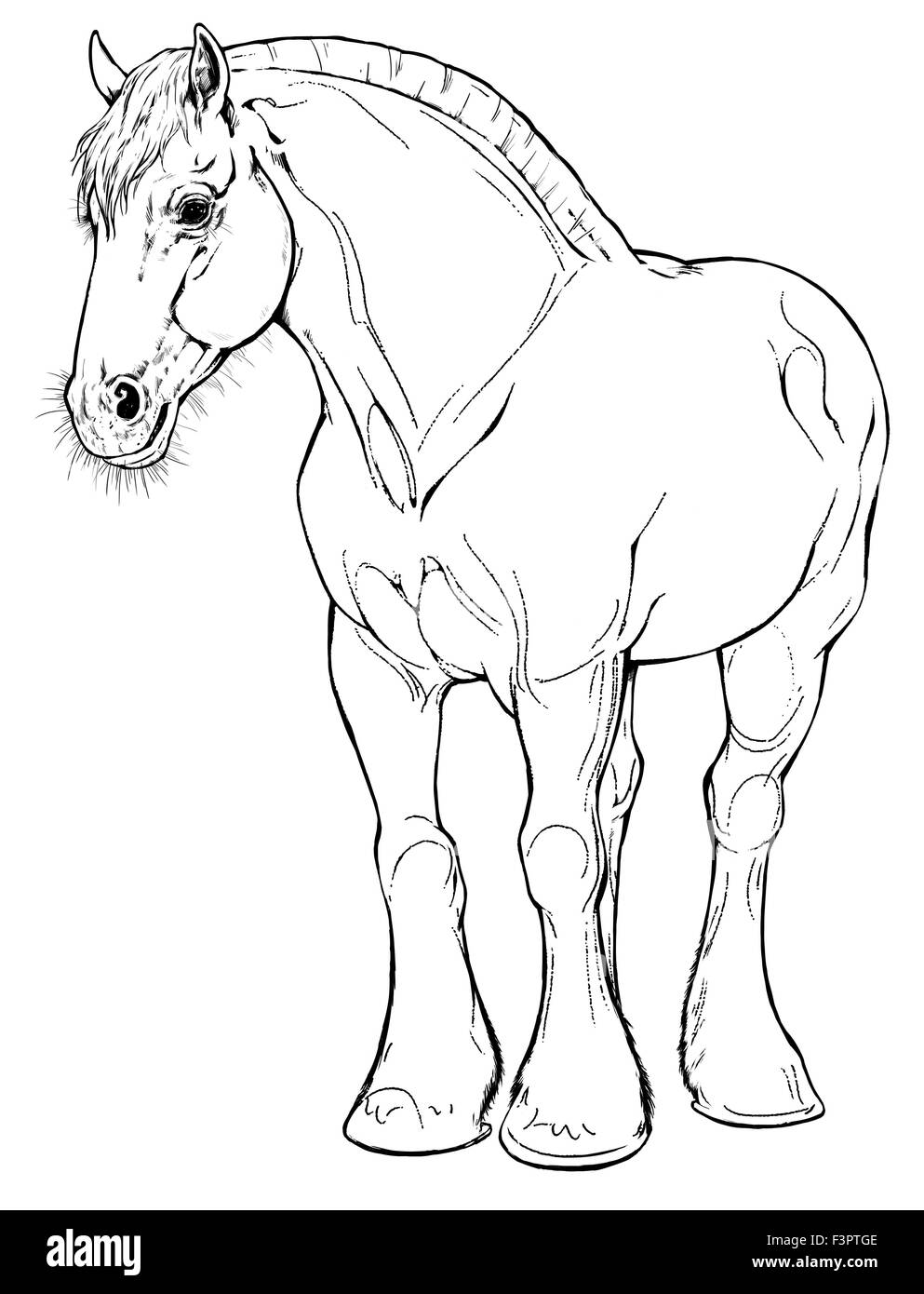 draft horse sketch