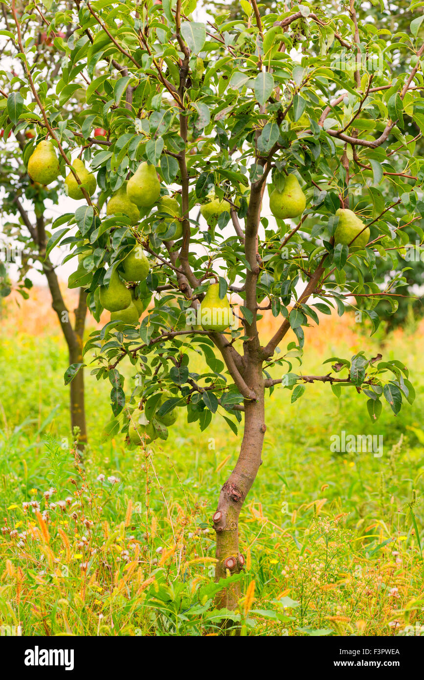 Small pear tree hi-res stock photography and images - Alamy