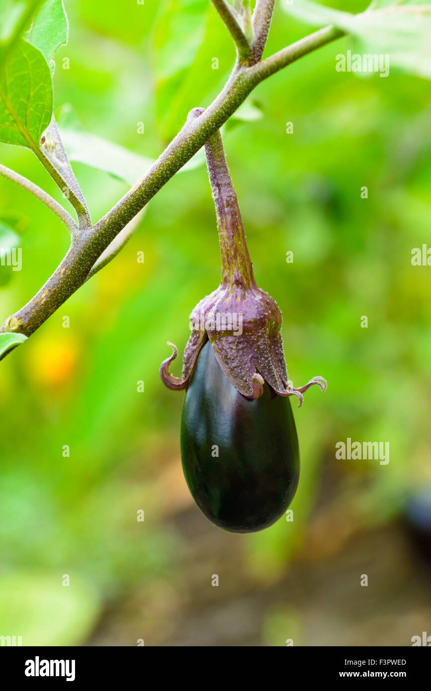 eggplant fruit growing in the garden Stock Photo Alamy