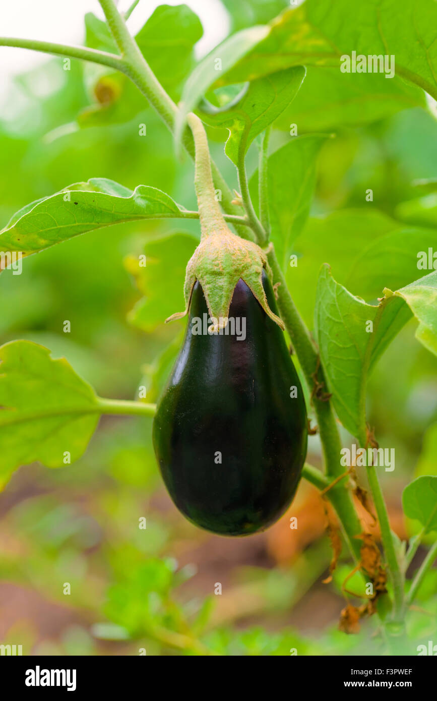 eggplant fruit growing in the garden Stock Photo Alamy