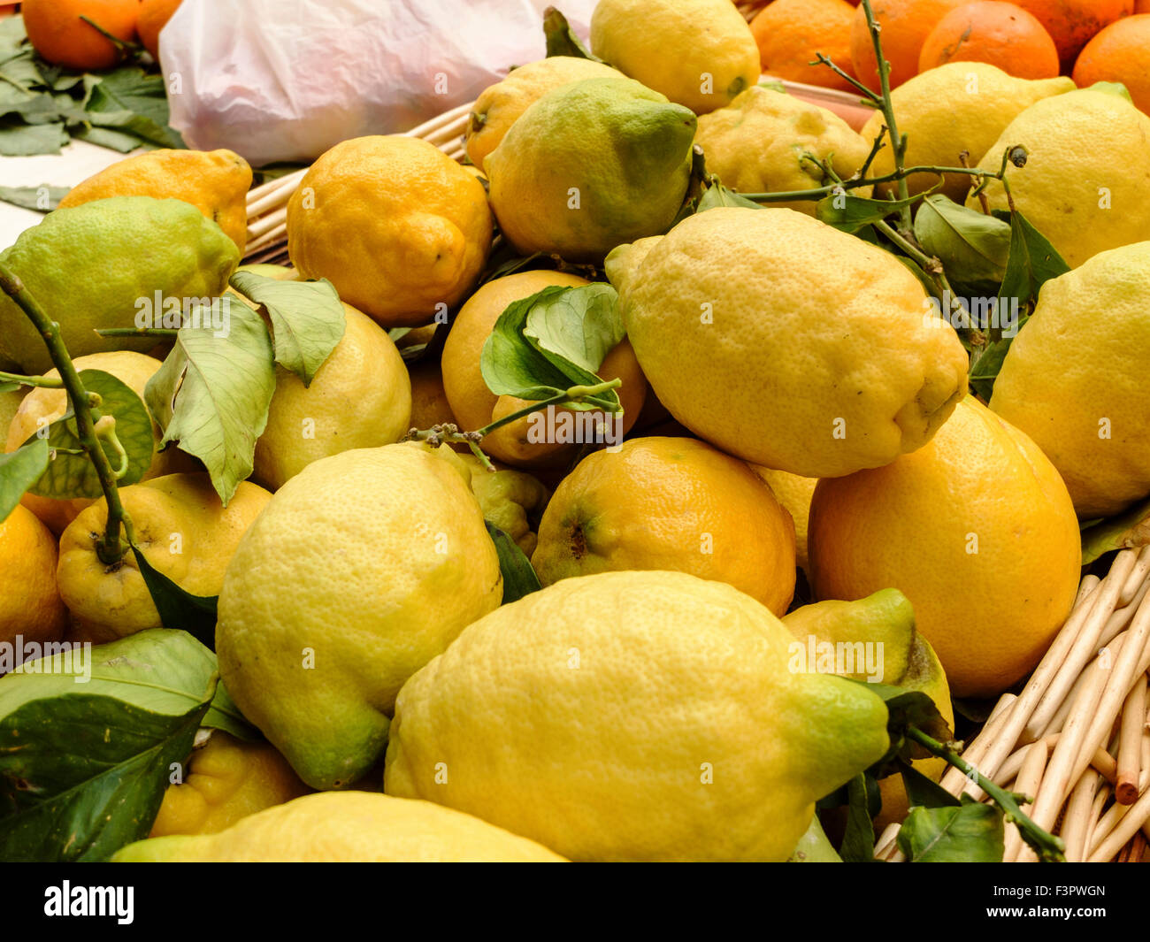 Italy, Emilia-Romagna, Urbino - the huge local lemons. Stock Photo