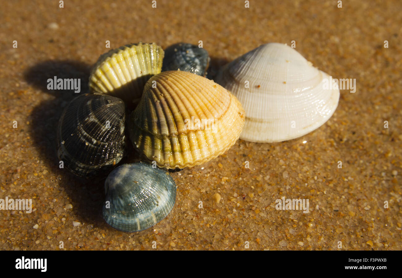 Group of fresh clams and cockles over sand Stock Photo Alamy