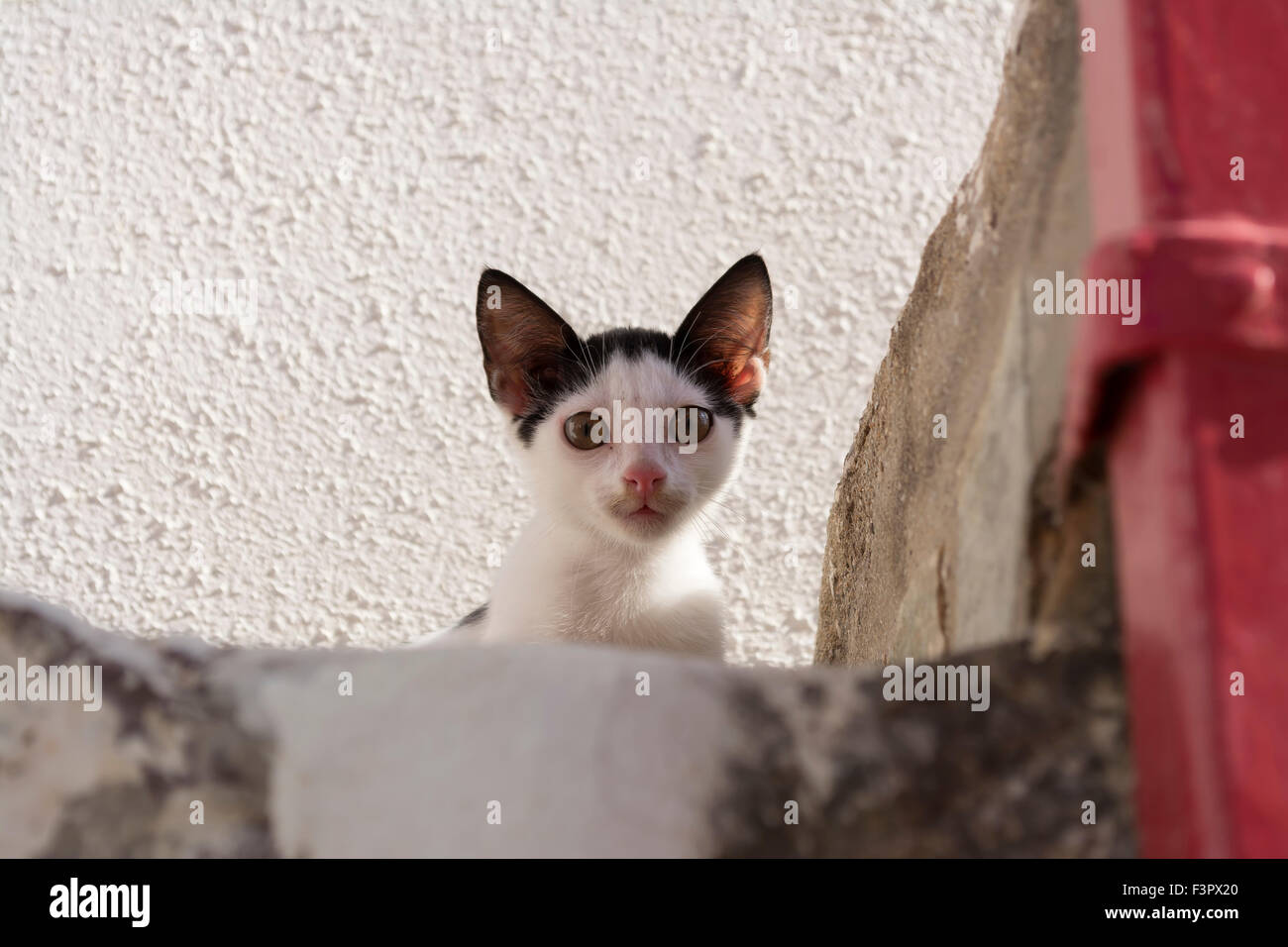 Black and white small kitten sitting on stairs Stock Photo - Alamy
