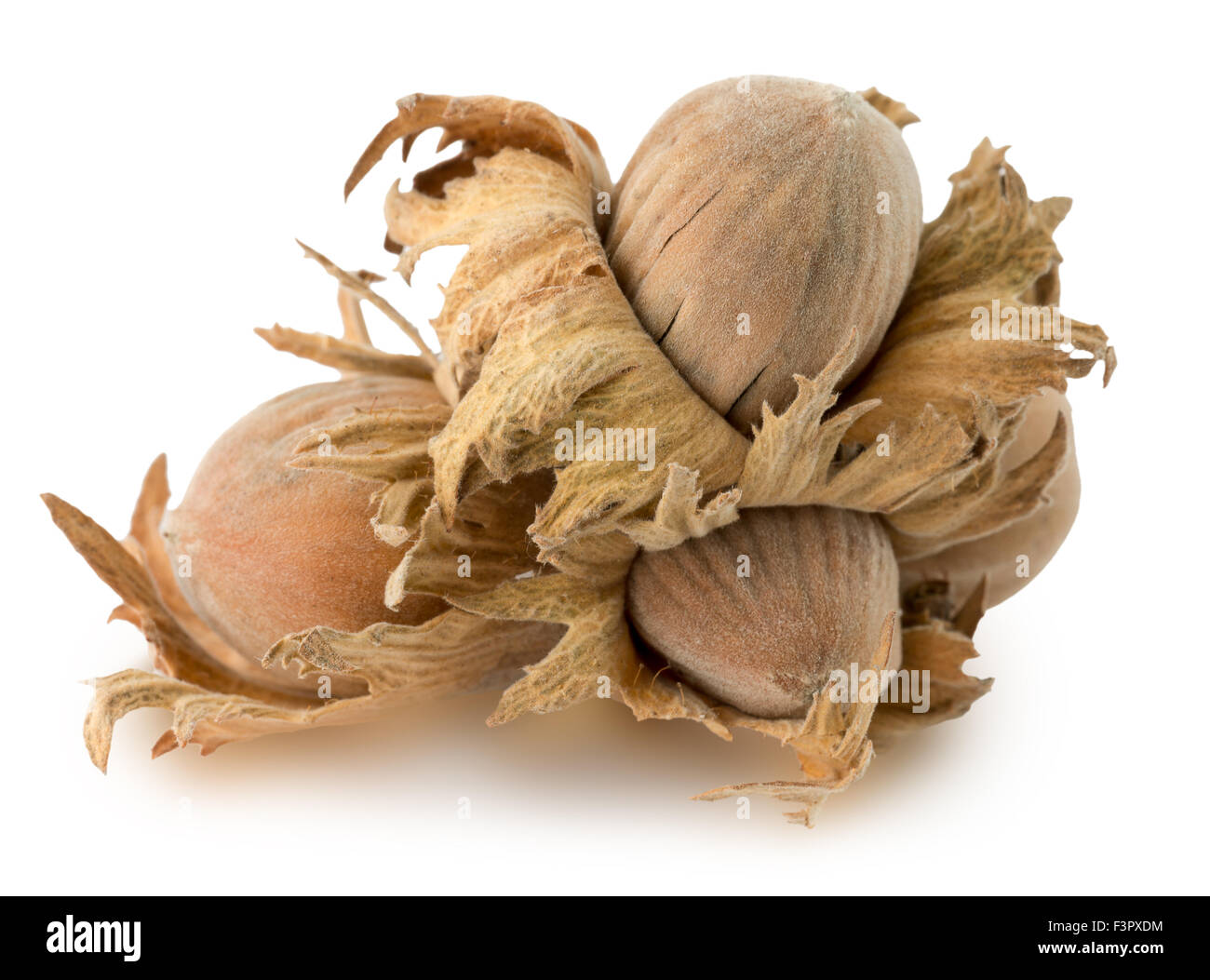 brown hazelnuts isolated on the white background. Stock Photo