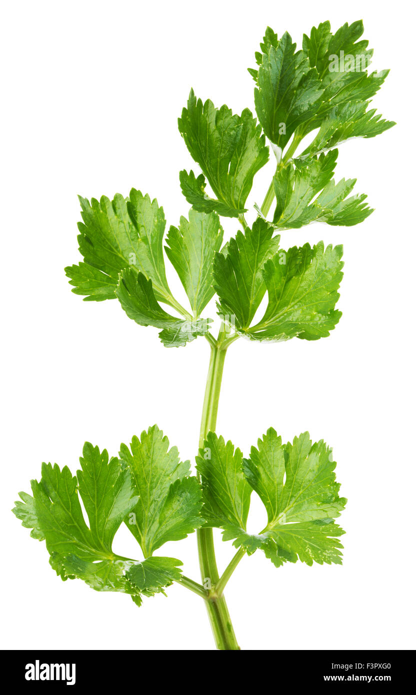 Celery leaf hires stock photography and images Alamy