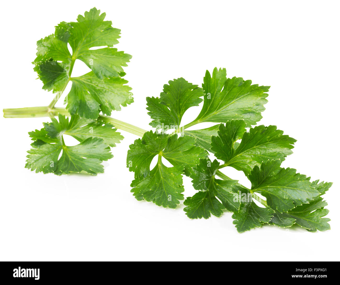 celery leaves isolated on the white background Stock Photo Alamy