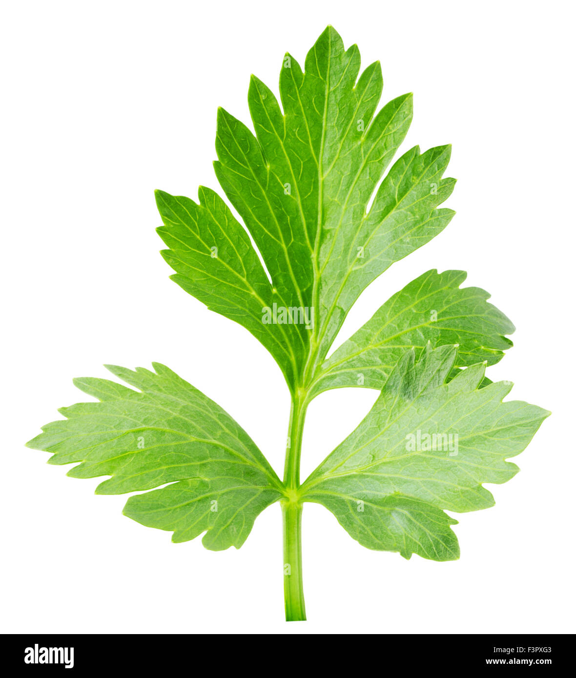 Celery leaves hires stock photography and images Alamy