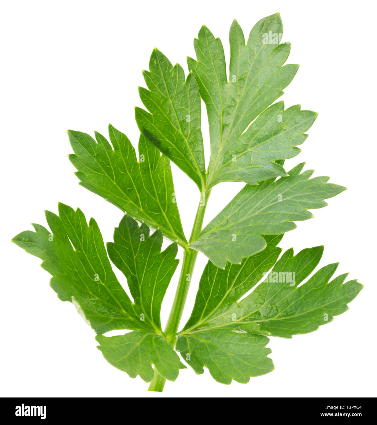 Celery herb hires stock photography and images Alamy