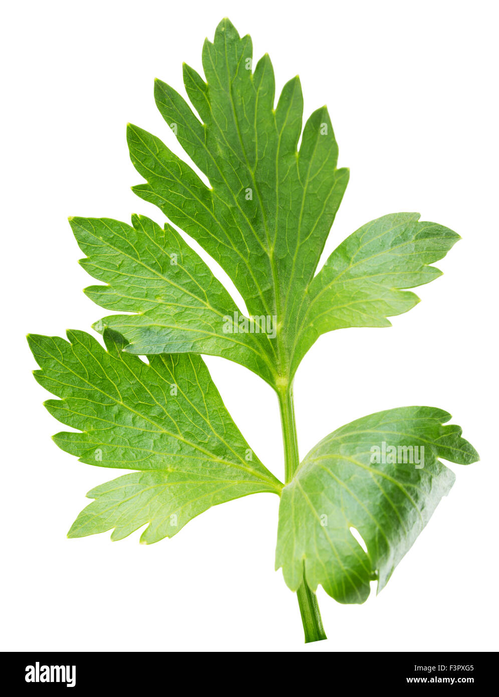 celery leaves isolated on the white background Stock Photo Alamy