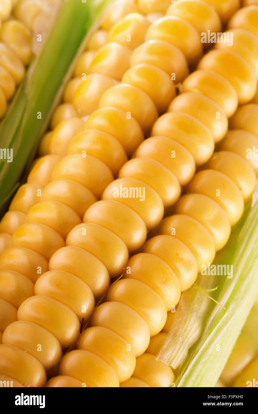 close up of fresh ear corn. Stock Photo
