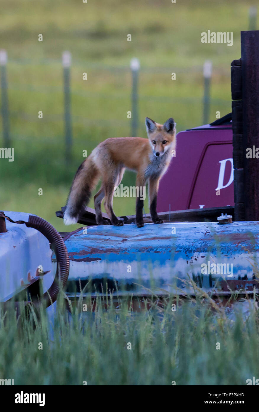 Young fox kit hunting food amongst farm equipment Stock Photo