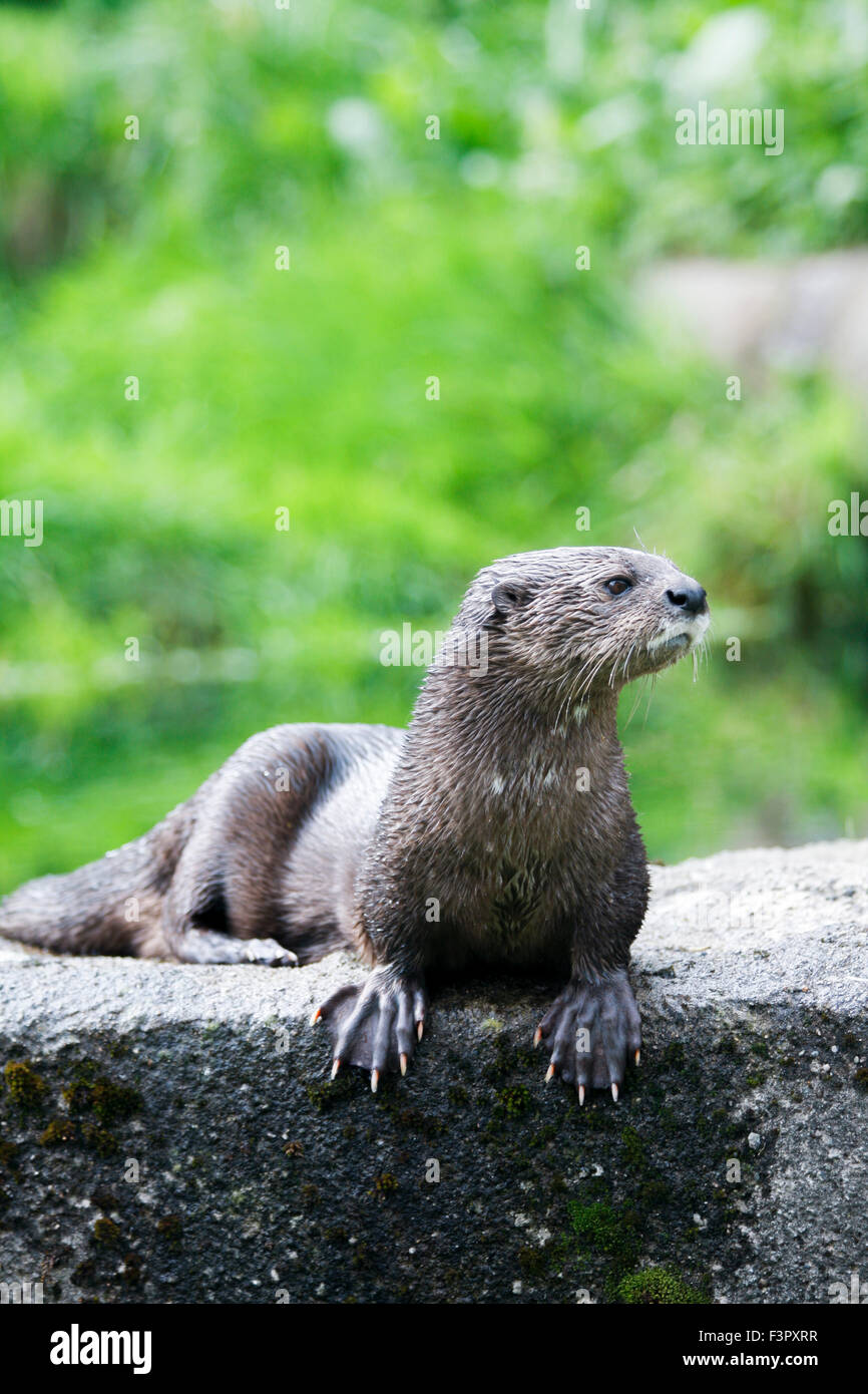 African Spot-necked Otter (Hydrictis Maculicollis) sitting on wall Stock Photo