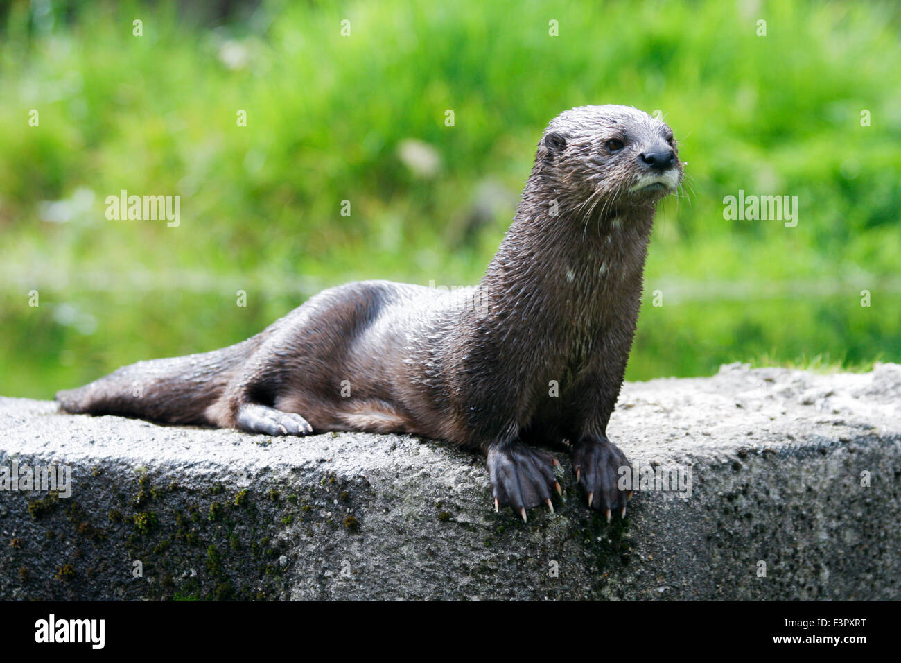 African Spot-necked Otter (Hydrictis Maculicollis) sitting on wall Stock Photo