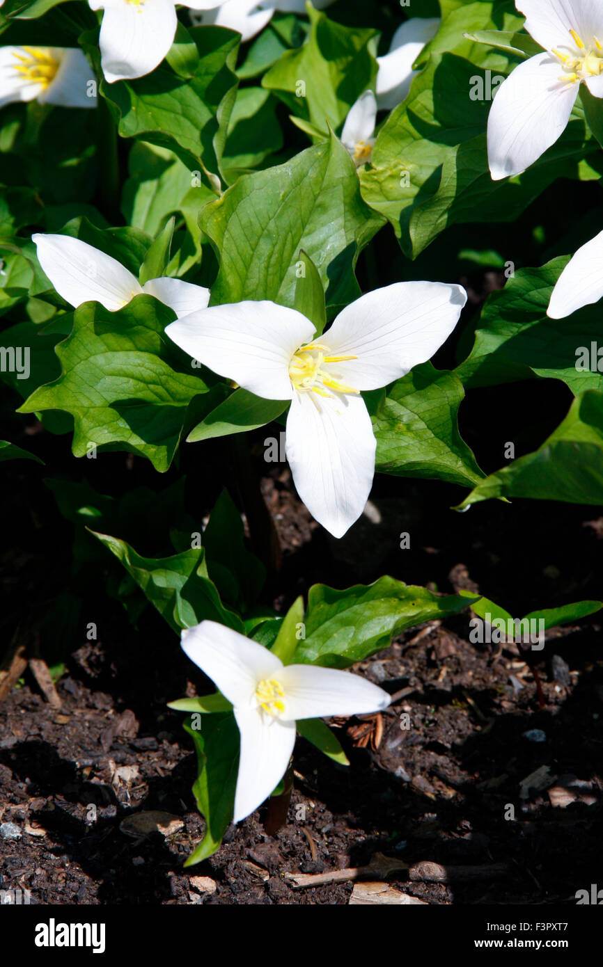 White flowers of Trillium Grandiflorum (American Wake Robin) Stock Photo