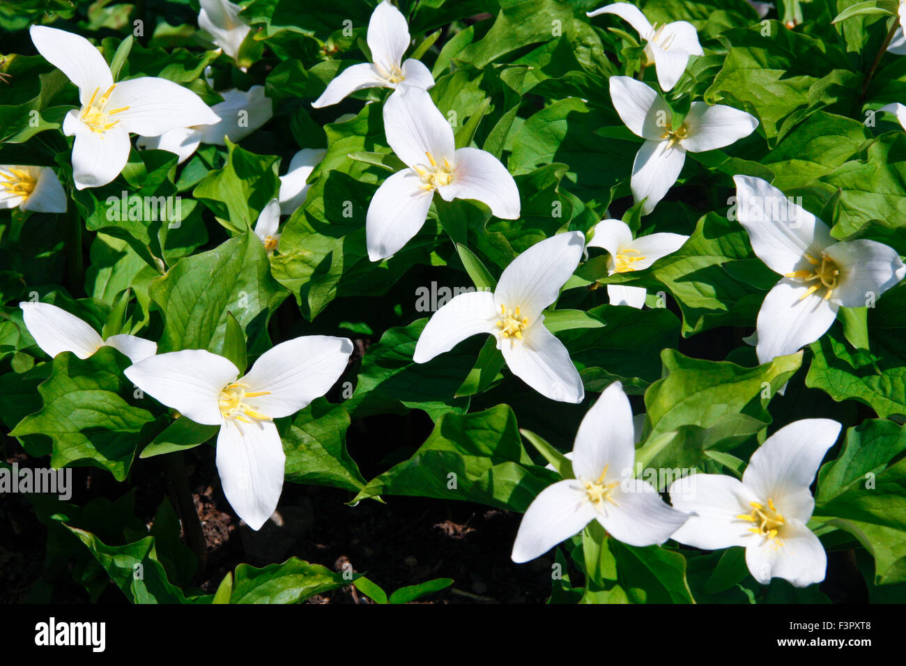 White flowers of Trillium Grandiflorum (American Wake Robin) Stock Photo