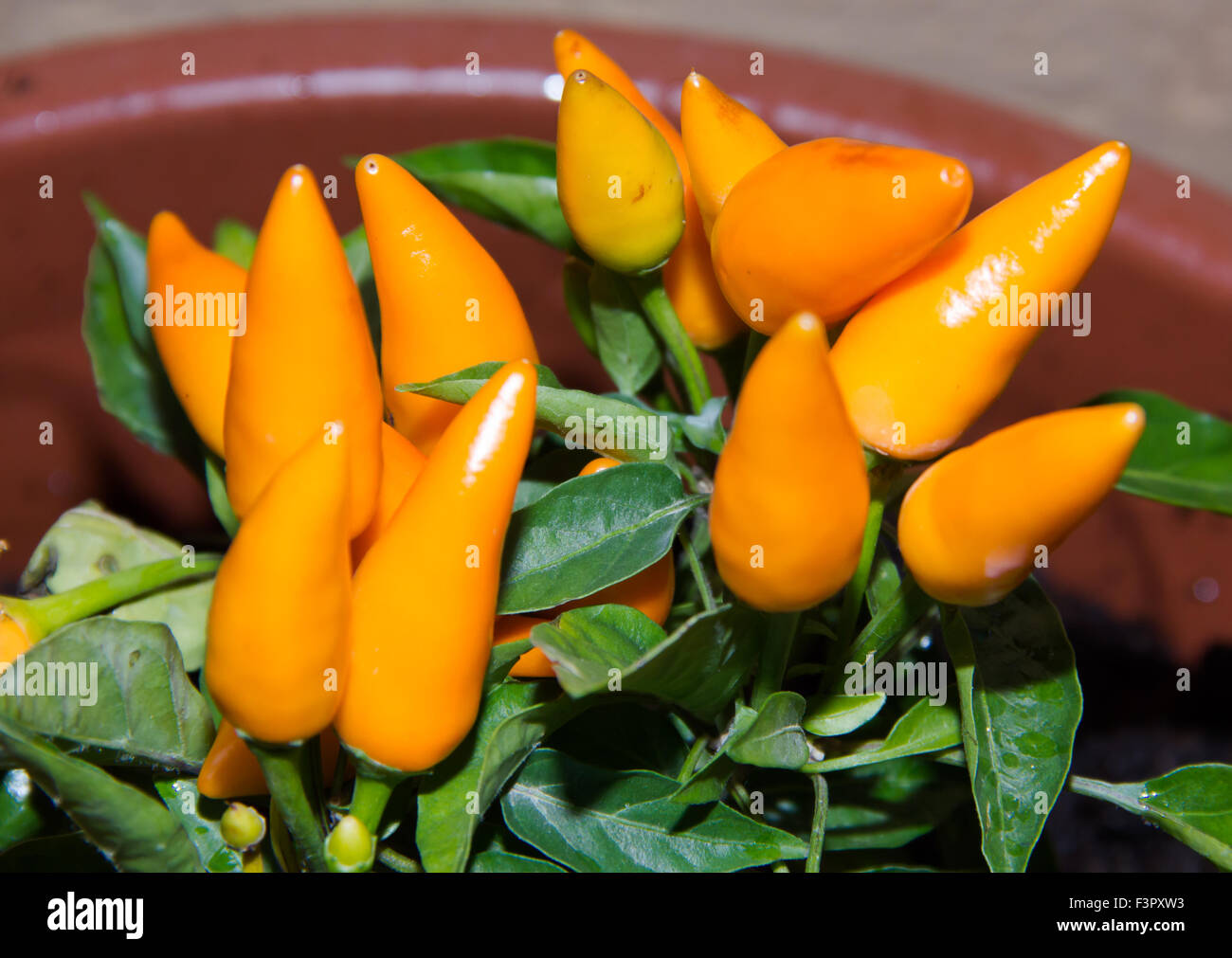 Chilli plant, with small hot peppers view up close Stock Photo - Alamy