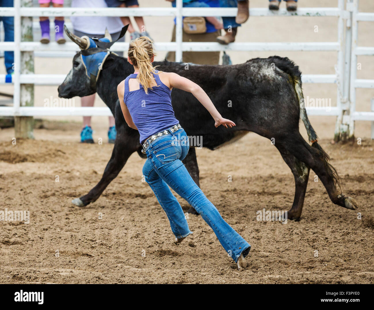 Teenage rodeo kid chasing a steer, Chaffee County Fair & Rodeo, Salida, Colorado, USA Stock Photo