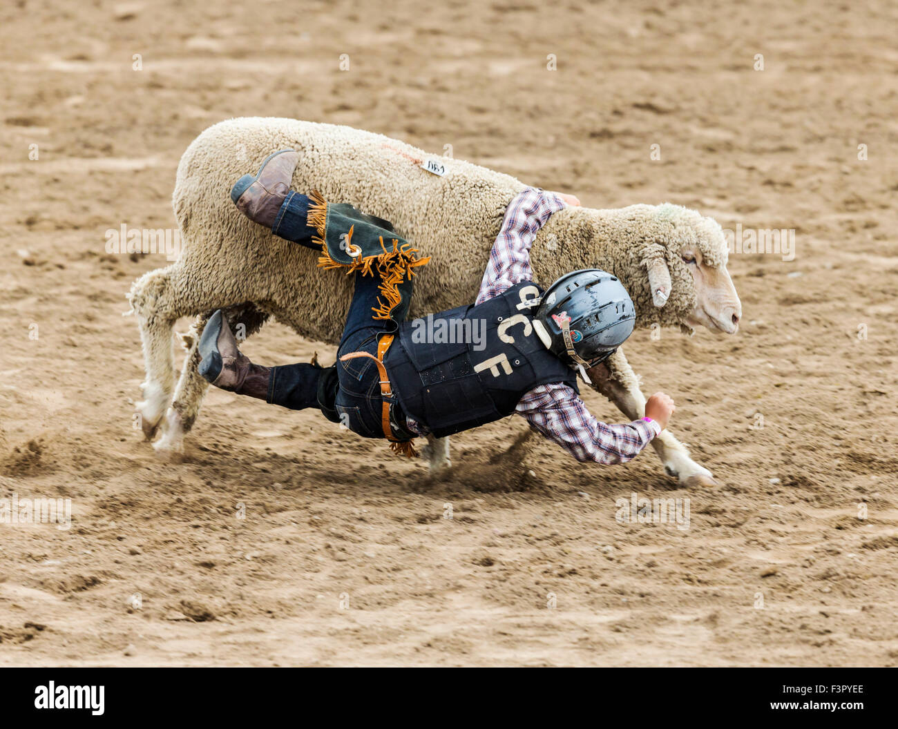 Mutton busting cowgirl riding sheep hires stock photography and images