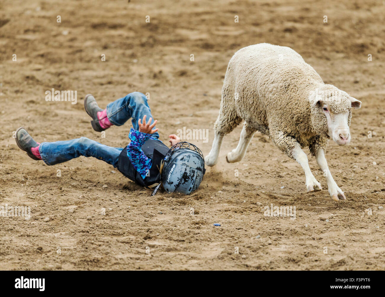 Child competes in sheep riding, mutton bustin', event, Chaffee County Fair & Rodeo, Salida, Colorado, USA Stock Photo