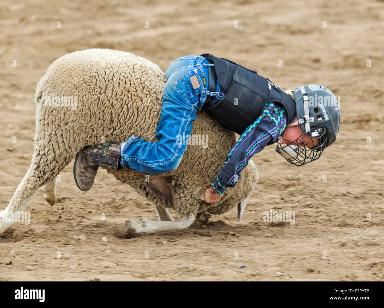 Child competes in sheep riding, mutton bustin', event, Chaffee County Fair & Rodeo, Salida, Colorado, USA Stock Photo