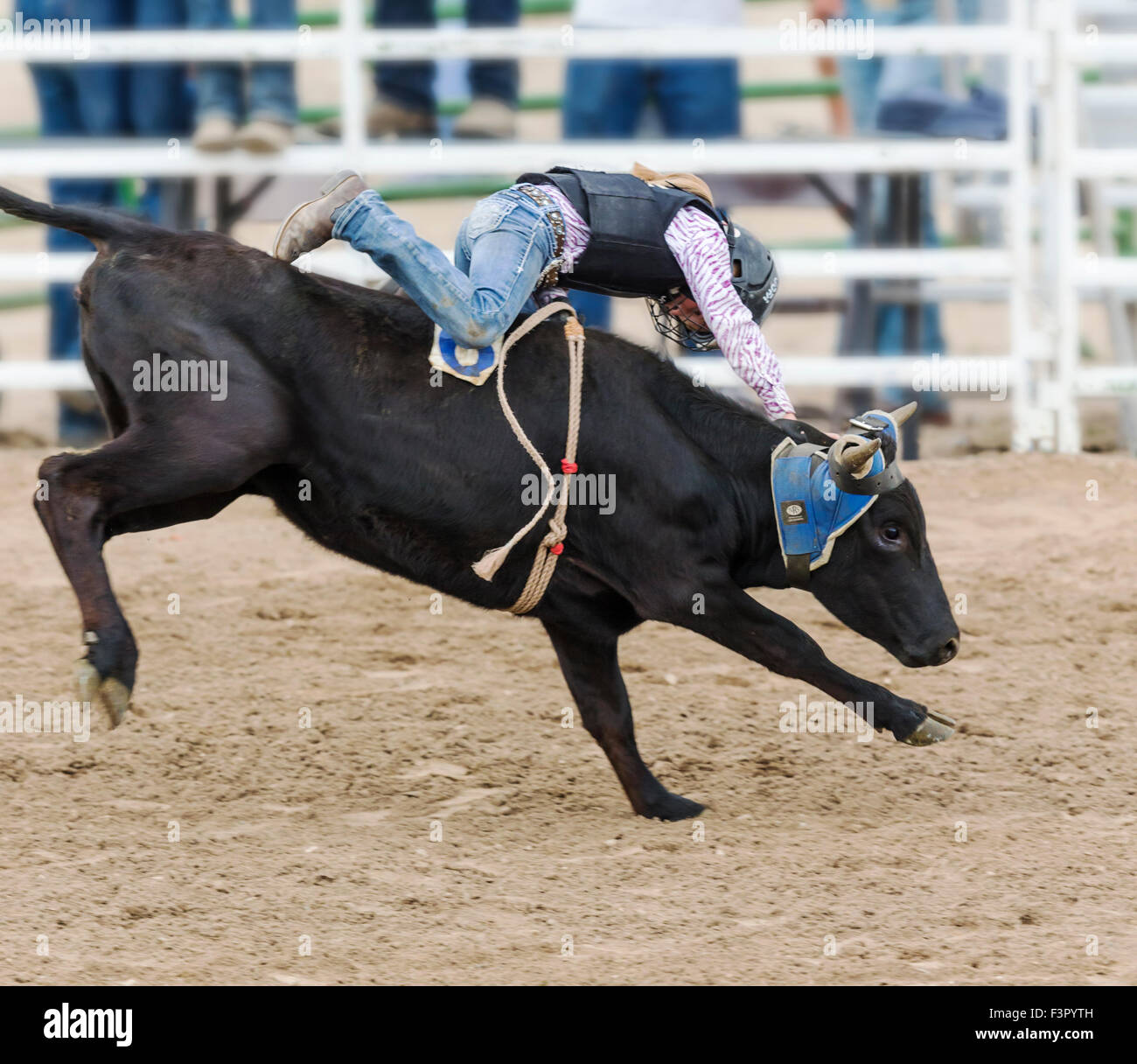 Young cowboy falling from a small steer in the Junior Steer Riding competition, Chaffee County Fair & Rodeo, Salida, Colorado Stock Photo
