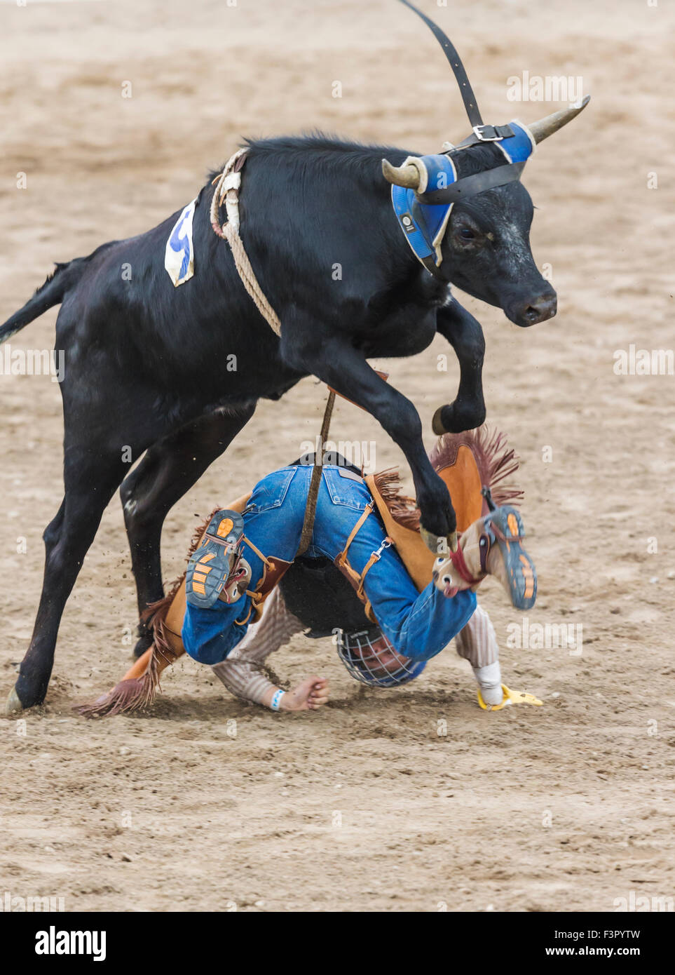 Young cowboy falling from a small steer in the Junior Steer Riding competition, Chaffee County Fair & Rodeo, Salida, Colorado Stock Photo
