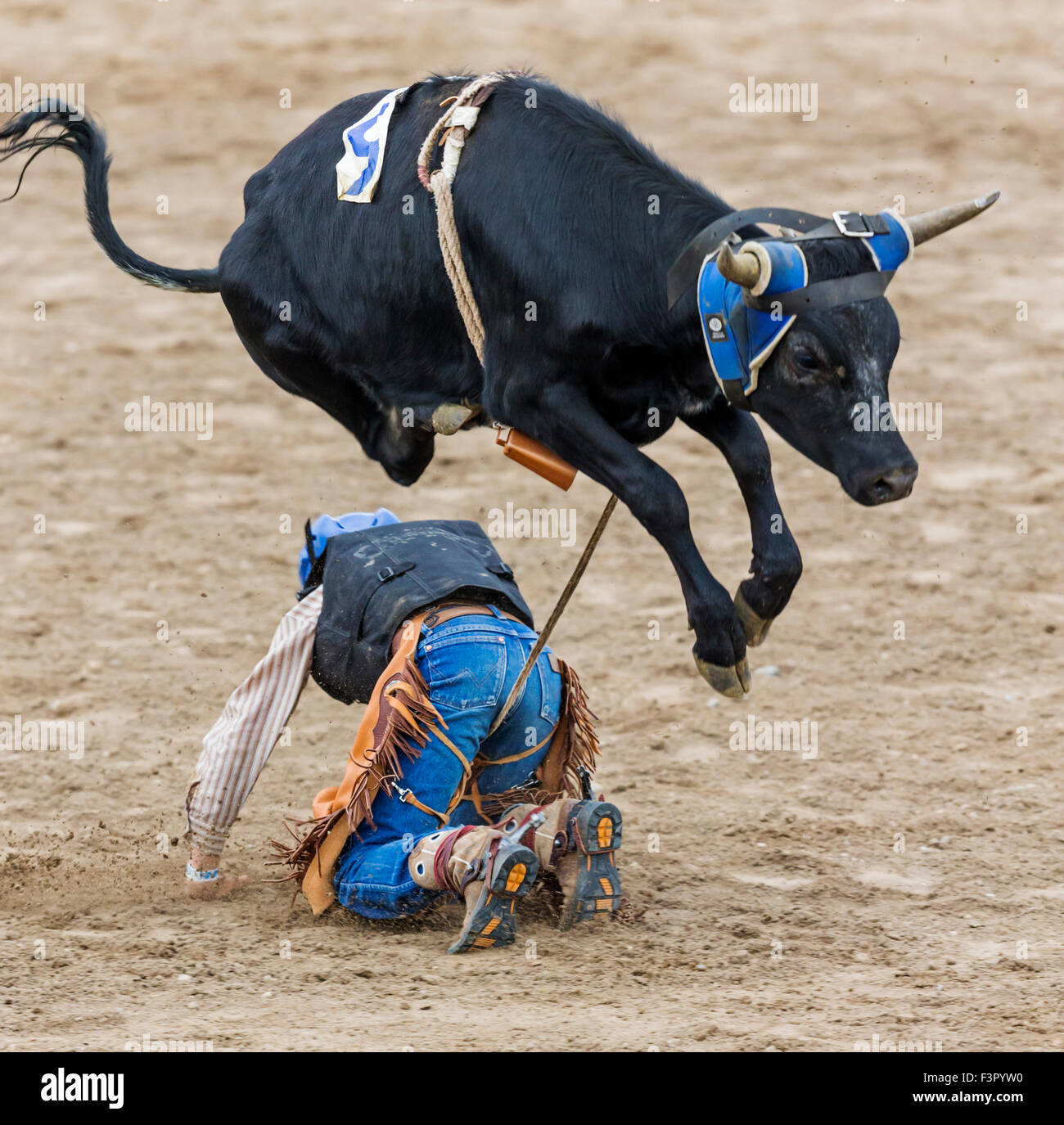 Steer Rider Young cowboy falling from a small steer in the Junior Steer Riding ...